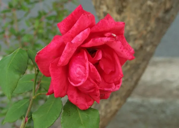 Daire With Parking Space Orebic, Peljesac - 4522 *